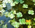 Marsilea quadrifolia